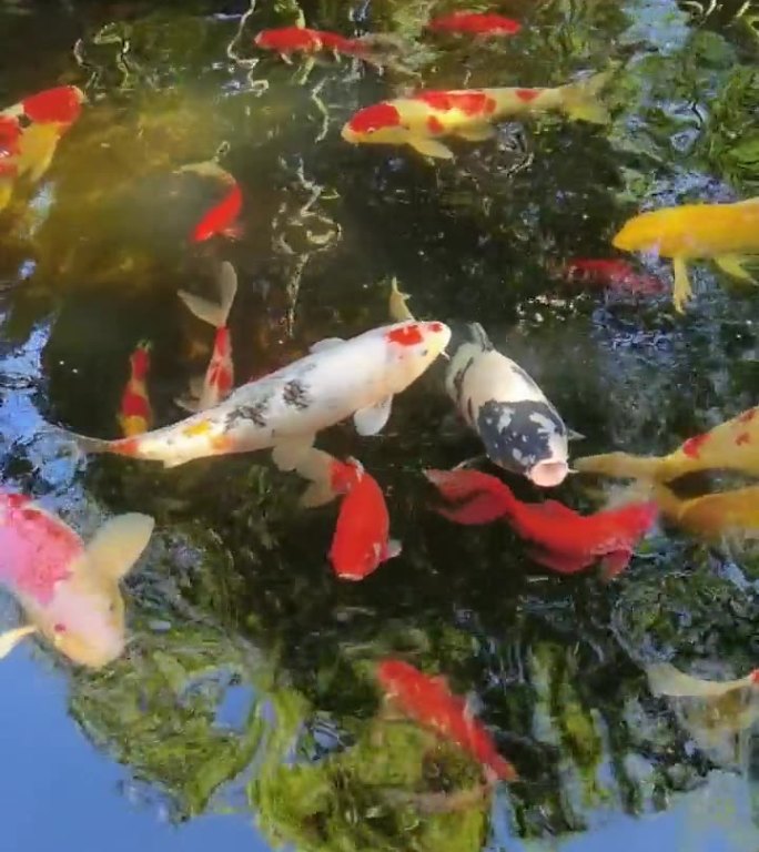 塘里的锦鲤