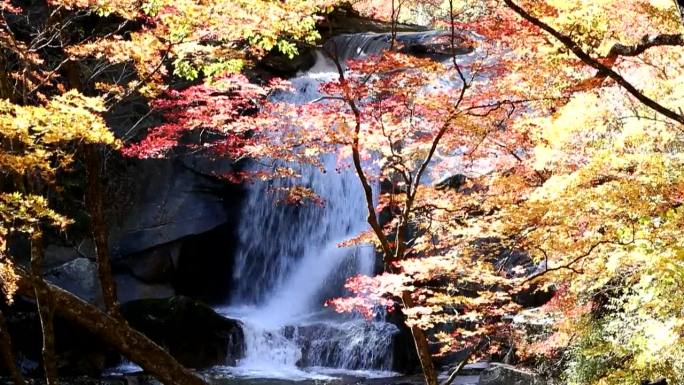 在韩国江原道仁济郡Bangtaesan山的山谷里，秋叶和瀑布