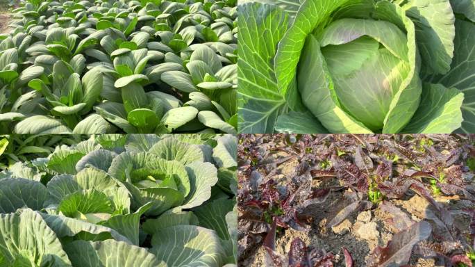 小菜园里的蔬菜茁壮成长
