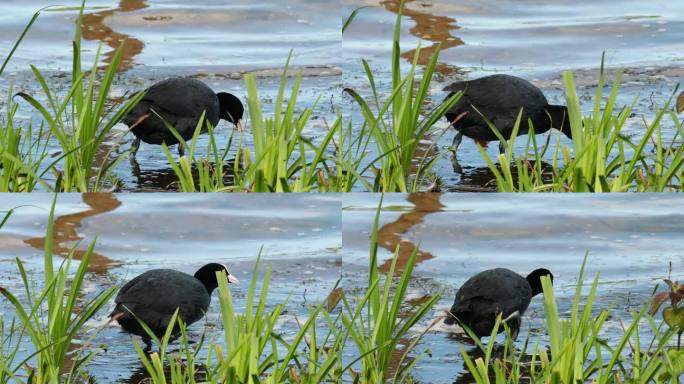 普雷斯顿附近里布尔河布洛克霍尔自然保护区的白骨顶和幼鸟。该自然保护区是一个湿地，过去用于提取沙子和砾