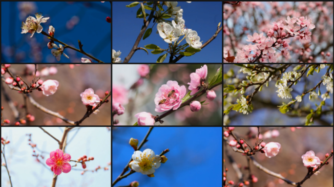 梅花腊梅春天梅花梅花开花雪景梅花