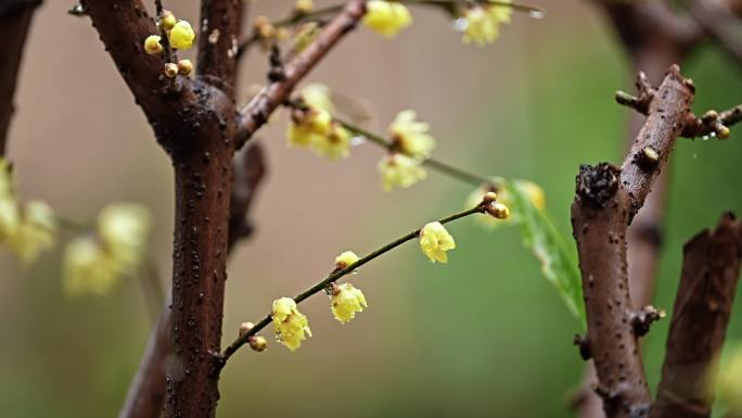 唯美 实拍 冬季 雨 蜡梅 腊梅 （1）