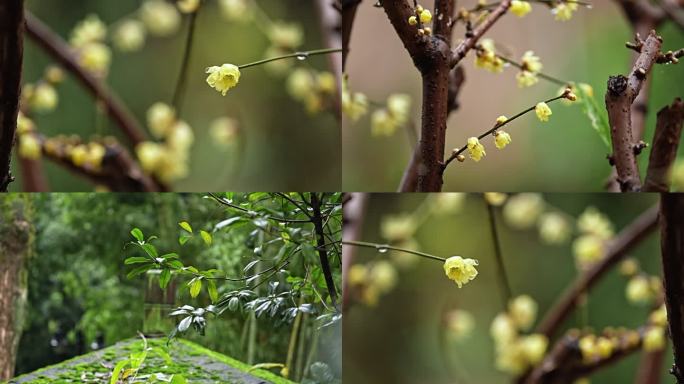 唯美 实拍 冬季 雨 蜡梅 腊梅 （1）