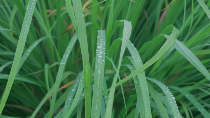 绿草和晨露