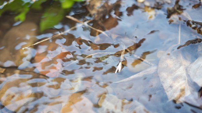 流水 小溪 生命源泉 慢放  清水
