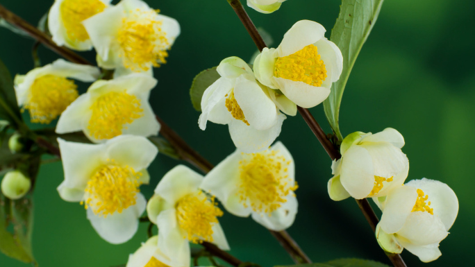 茶叶花花开过程合集4k60帧