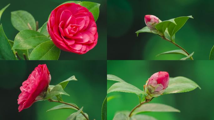 红色山茶花花开延时合集4k60帧
