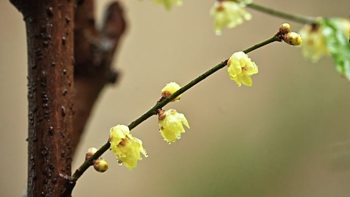 唯美 实拍 冬季 雨 蜡梅 腊梅 （2）