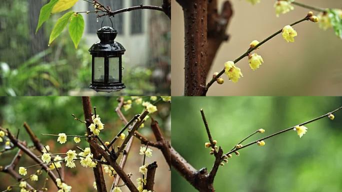 唯美 实拍 冬季 雨 蜡梅 腊梅 （2）