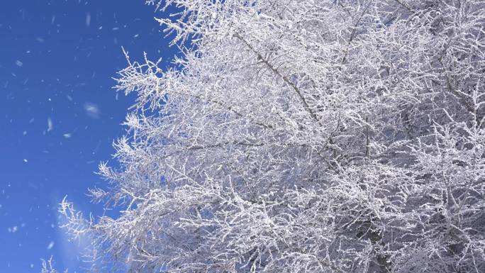 雪雪景雾凇