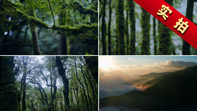 哀牢山秘境原始森林云海树木青苔自然保护区