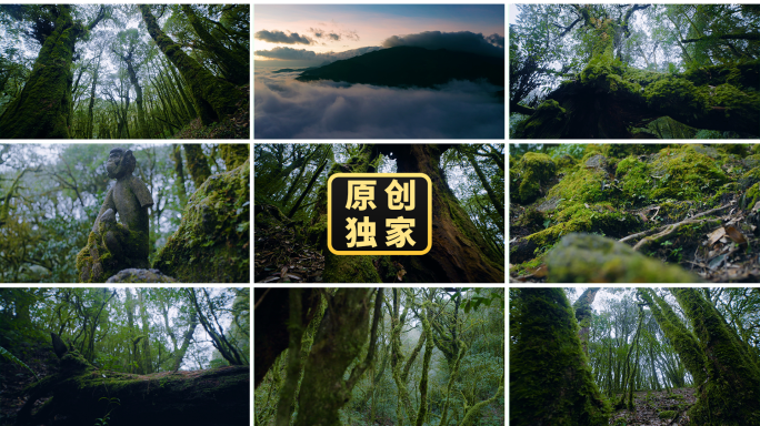哀牢山秘境原始森林云海树木青苔自然保护区
