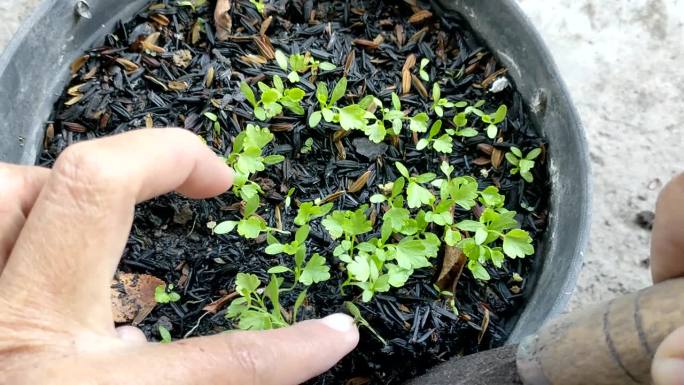 从种子培育芹菜植物