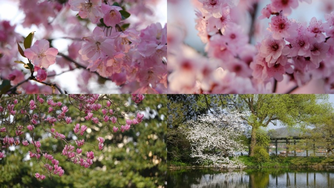 合集 春天花朵盛开 梅花樱花 玉兰 森林