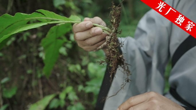 采草药古人隐居山林里采挖中草药