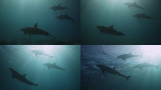三只海豚在光线下形成剪影
