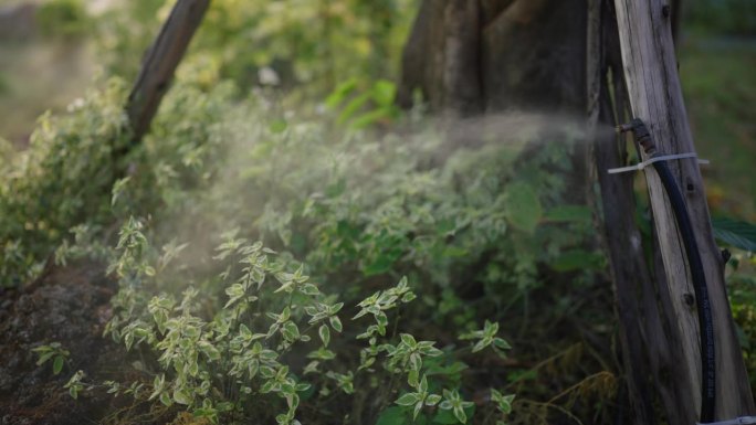 用自动喷雾器给植物浇水