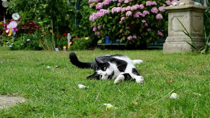 夏天，一只黑白相间的猫躺在花园里的草地上