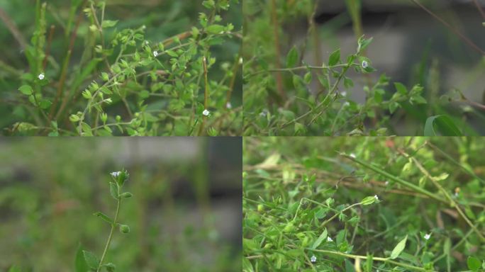 柔弱斑种草 植株 叶 花 花萼
