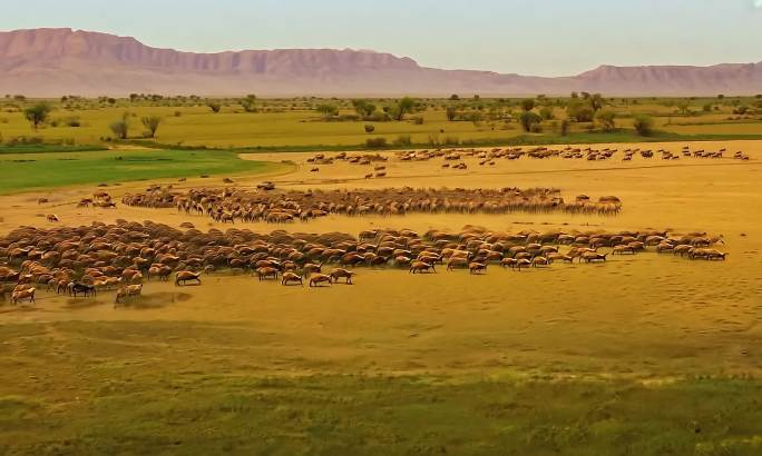 非洲动物大迁徙 非洲野生动物