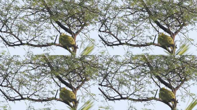 特写镜头：黄色脚绿鸠或黄腿绿鸠（Treron phoenicoptera）在印度中部森林的冬季野生动