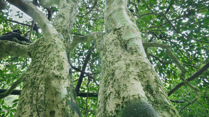 【原创】千年古茶树采摘