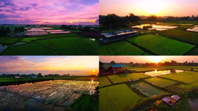 夕阳乡村水田湖泊养殖基地