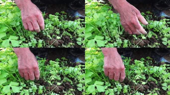 农民在秋天慢镜头种植芹菜幼苗