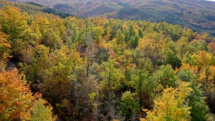 forest Casentinesi国家公园，托斯卡纳，意大利