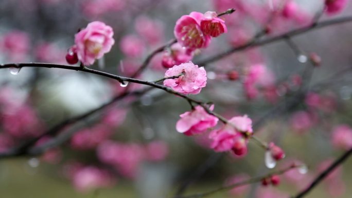 雪中梅花