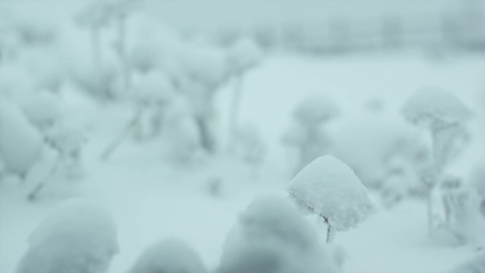 树枝上的雪/韩国