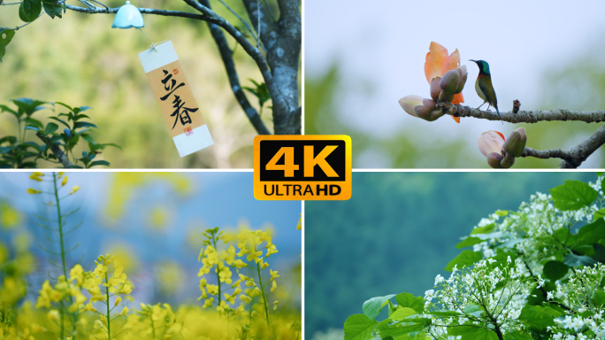 春天｜立春惊蛰春分雨水春暖花开节气视频