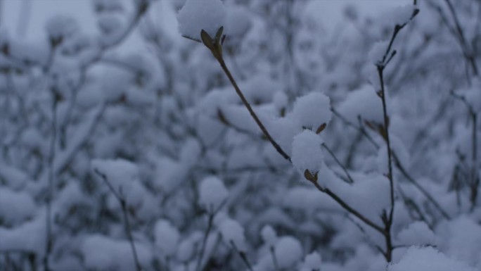 树枝上的雪/韩国