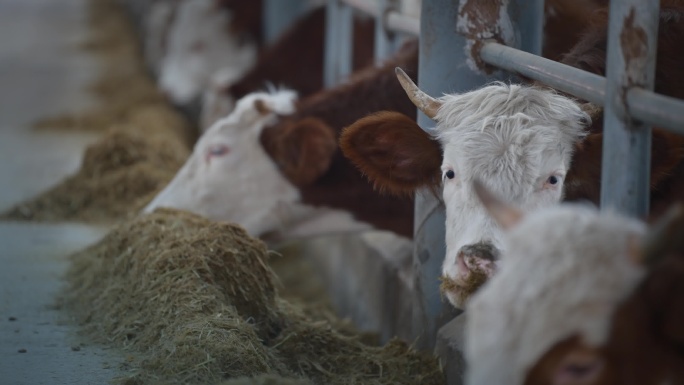 夷陵牛养殖场养牛场饲养员投喂饲料4K
