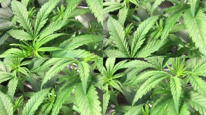 近距离视频医学大麻植物生长在室内