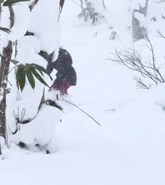 垂直：女性在郁郁葱葱的森林中熟练地滑雪穿越深厚的粉雪。