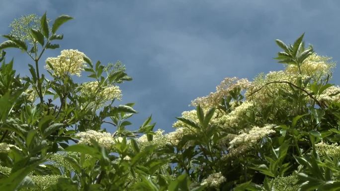 Cassinia针尾部植物