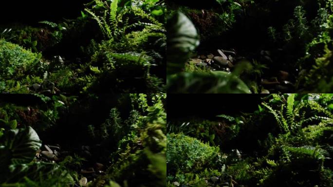自然野外草丛苔藓微缩置景绿色场景穿越草丛