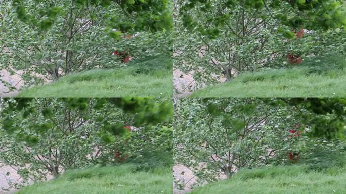 英国湖区安布尔赛德遭遇了反常的大风天气。