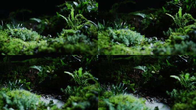 自然野外草丛苔藓微缩置景绿色场景