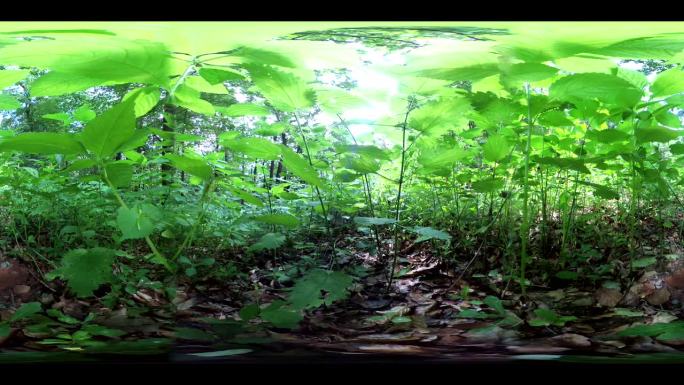 森林里的野生植物，VR、VR360、360度视频