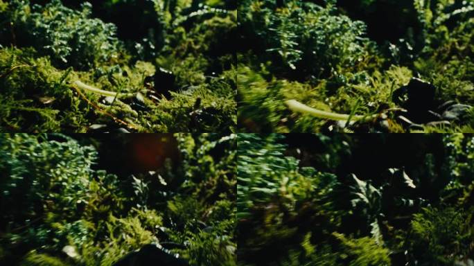 自然野外草丛苔藓微缩置景绿色场景穿越草丛