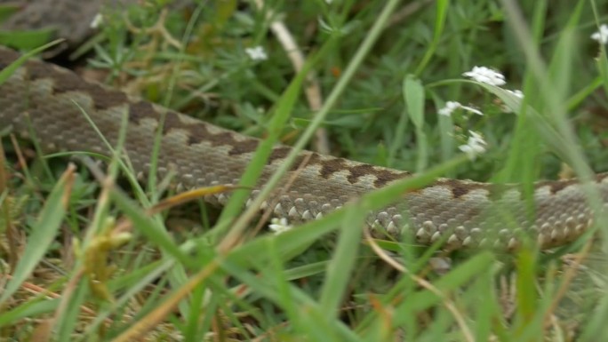 一种蝰蛇(Vipera berus)在南唐斯的长草中游动