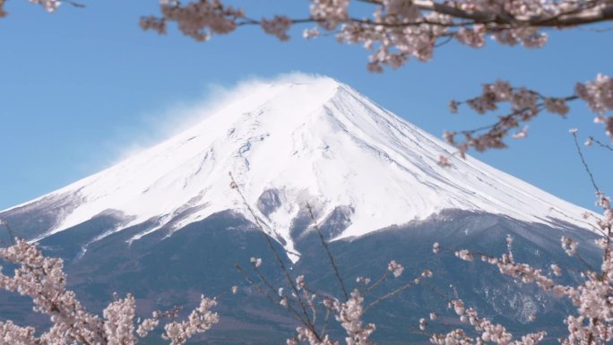 樱花盛开的富士山(向下倾斜)