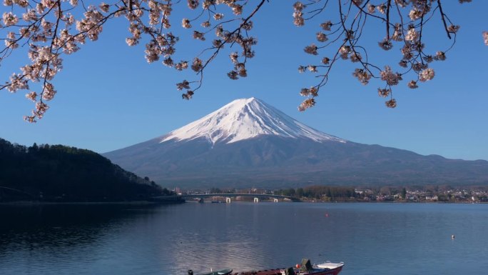 川口湖樱花下的富士山(向下倾斜)