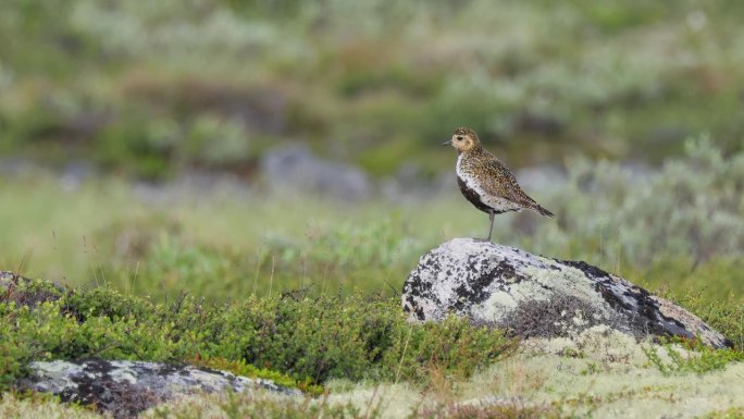 欧洲金斑鸻（Pluvialis apricaria），挪威多夫雷菲尔国家公园。