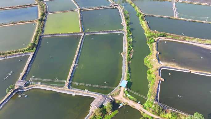 海边渔业虾塘养殖水产基地鱼塘规模养殖