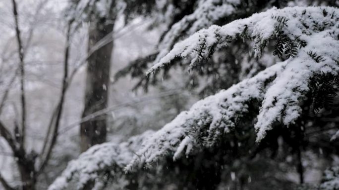 森林里的雪(超级慢镜头)