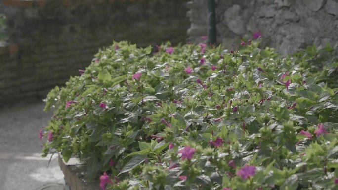 香气扑鼻的粉色九重葛花，背景模糊。