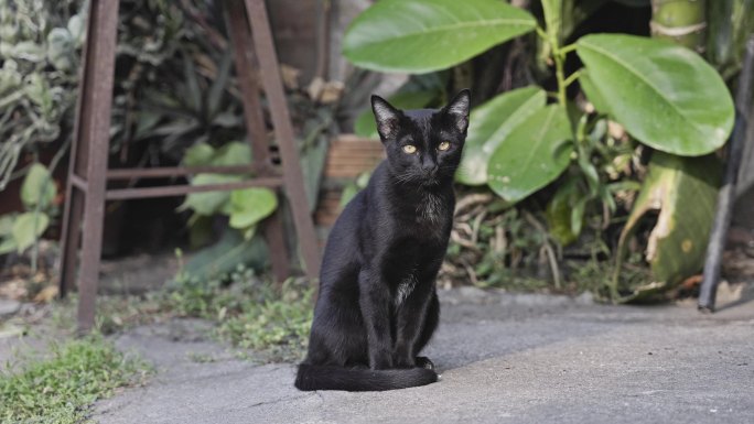 路边的流浪猫黑猫